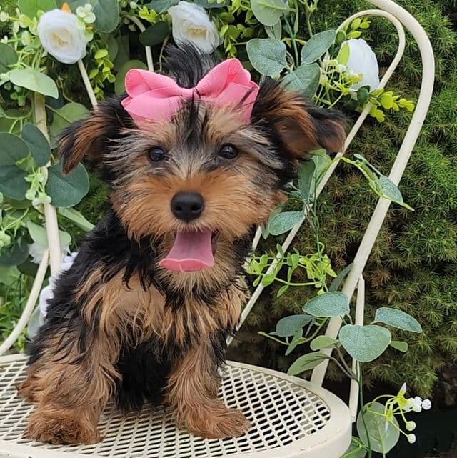 Missy - Yorkshire Terrier Female