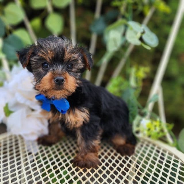 Bastian - Yorkshire Terrier Male