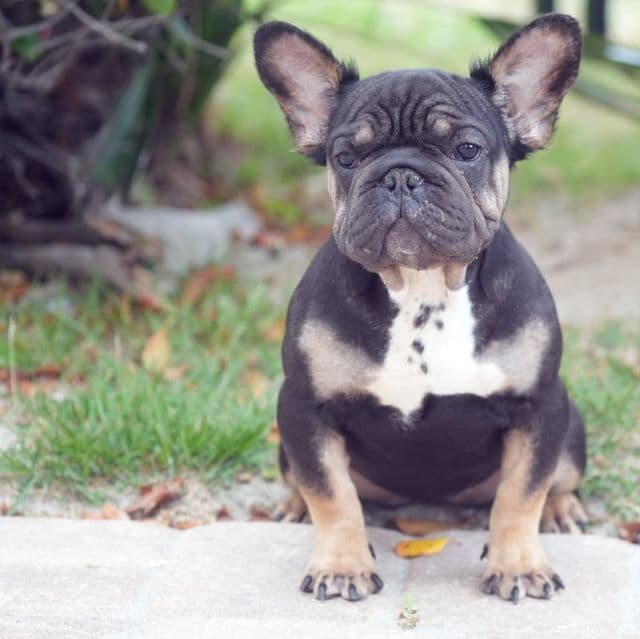 Fluffy Isabella  - French Bulldog Female