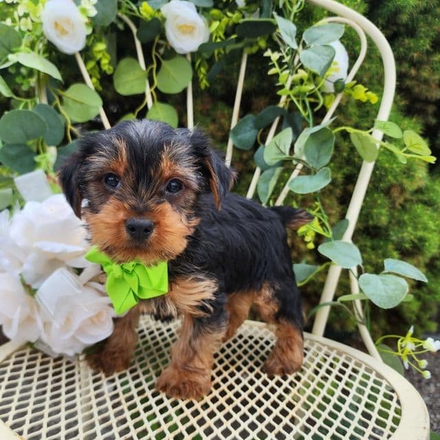 Patrick - Yorkshire Terrier Male