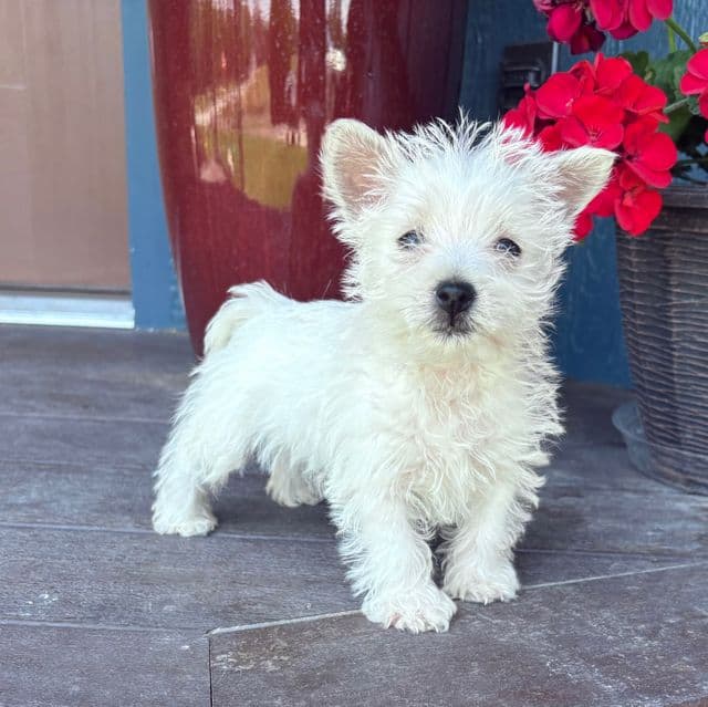Mazy - West Highland White Terrier Female