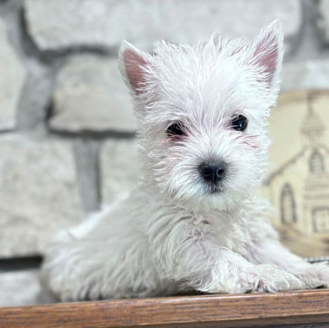 Winston - West Highland White Terrier Male