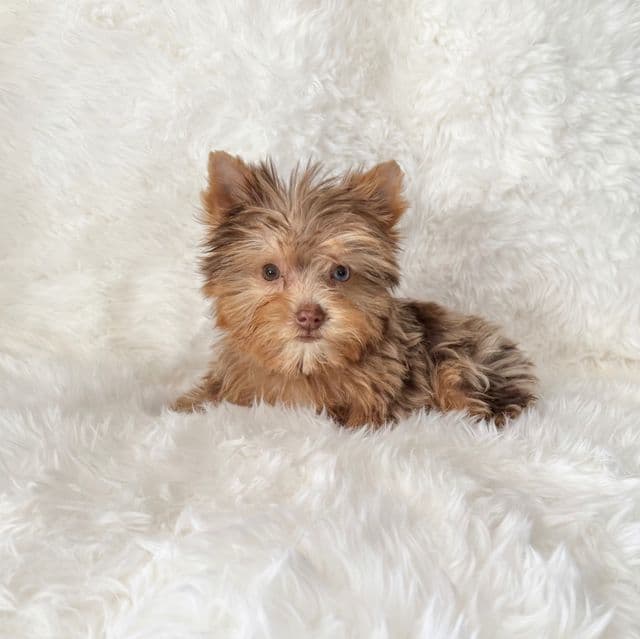 Mellow - Yorkshire Terrier Male