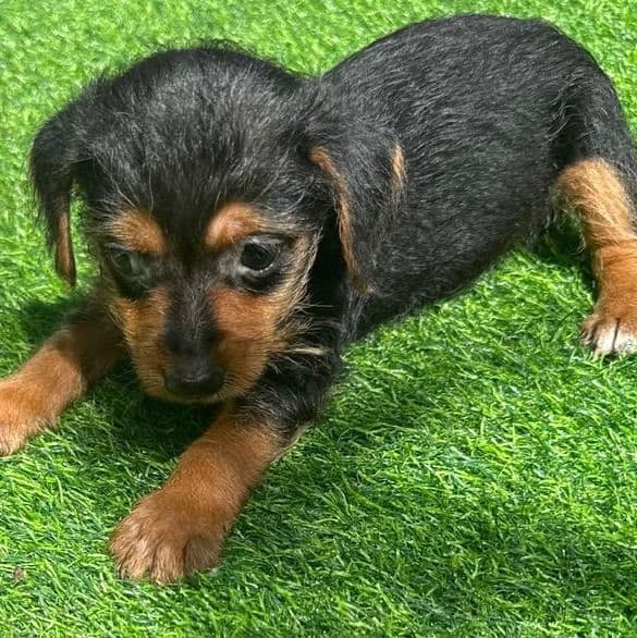 Carson  - Yorkshire Terrier Male