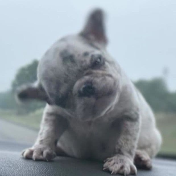 Hibachi  - French Bulldog Male