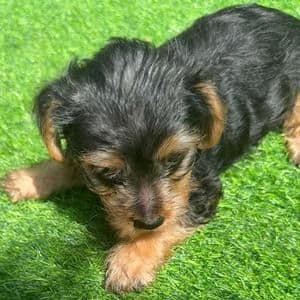 Gabe - Yorkshire Terrier Male