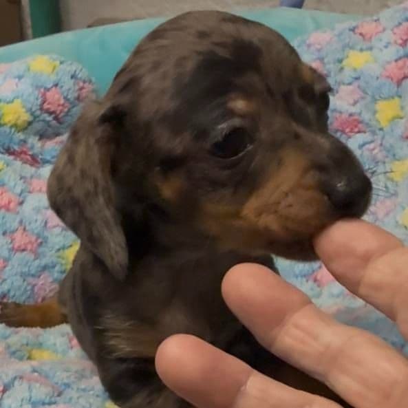 Dirk - Dachshund Male