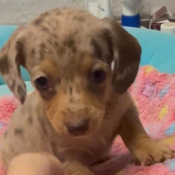 Dolly - Dachshund Female