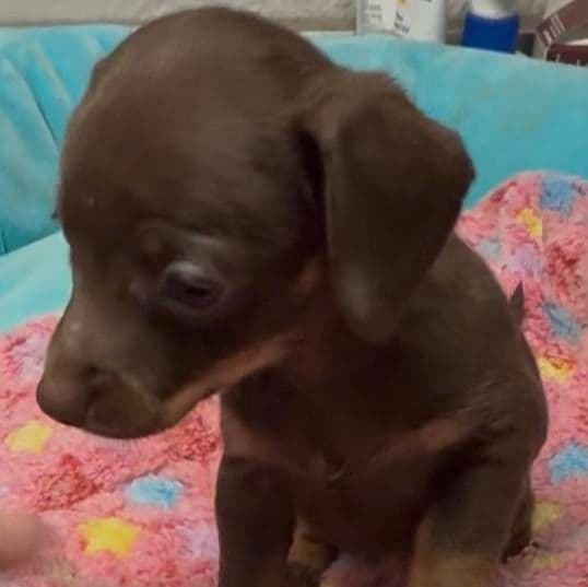 Dinah - Dachshund Female