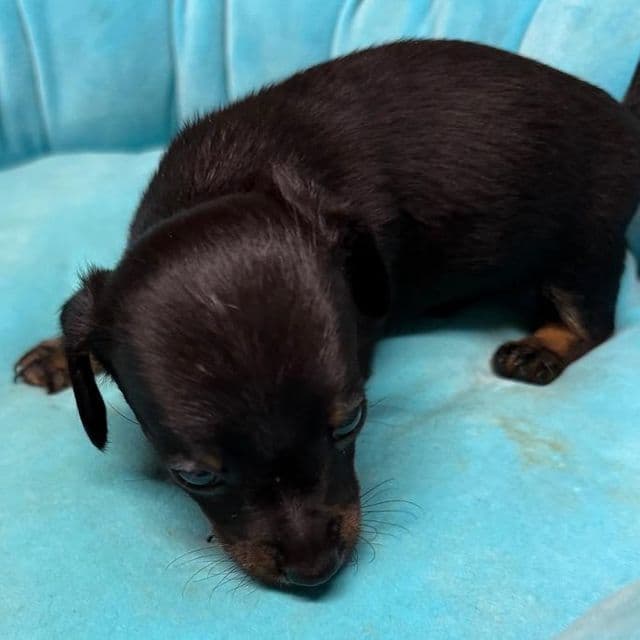 Damon - Dachshund Male