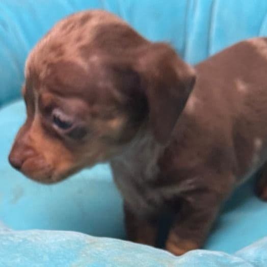 Dougie - Dachshund Male