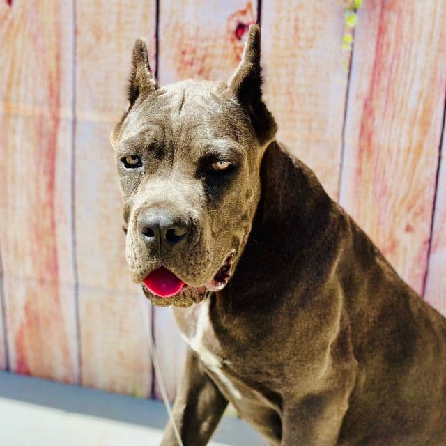 Blue Collar - Cane Corso Female