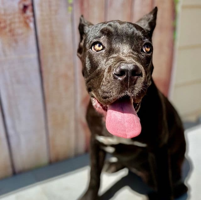 Pink Collar  - Cane Corso Female