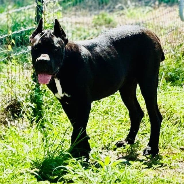 Pink Collar  - Cane Corso Female