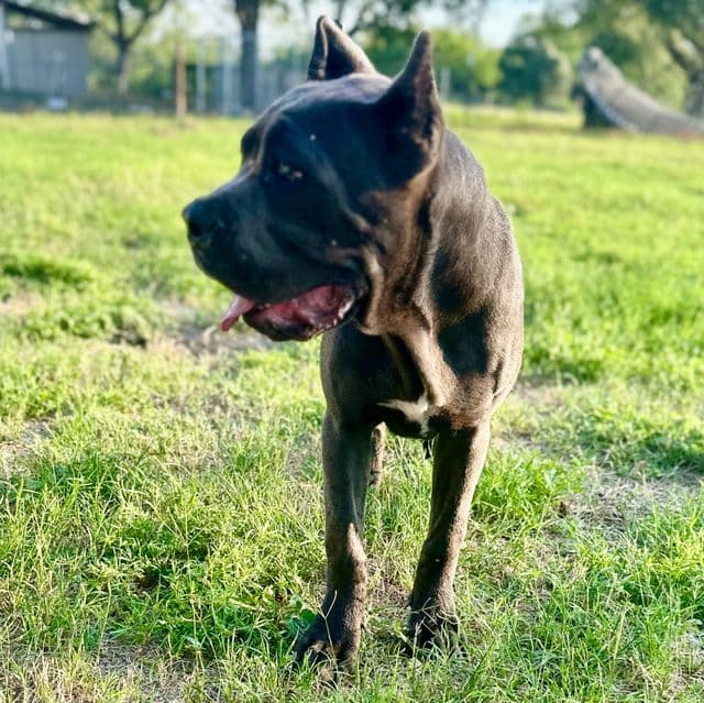 Blue Collar - Cane Corso Female