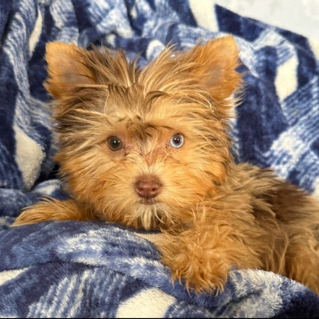 Mellow - Yorkshire Terrier Male
