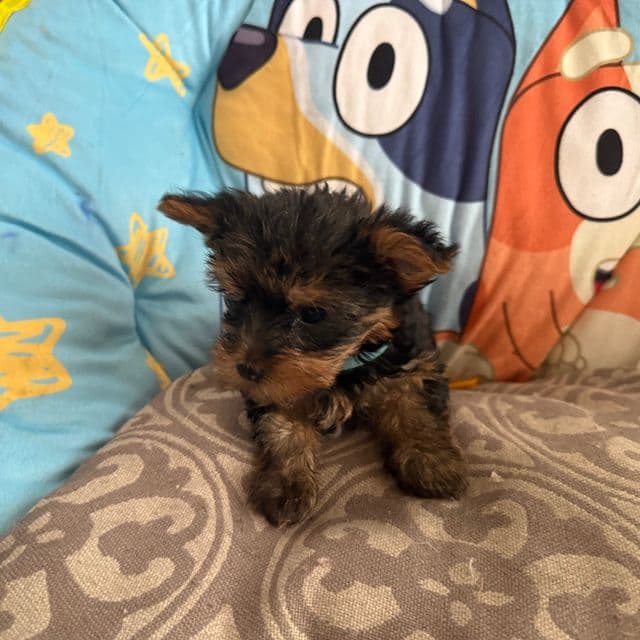 Puppy 1 - Yorkshire Terrier Male