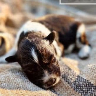 Akc Liver Parti  - Miniature Schnauzer Male