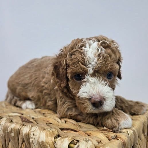David - Cavapoo Male