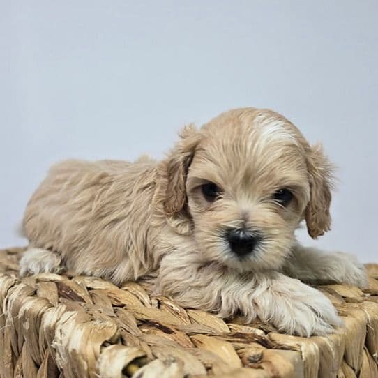 Daniel - Cavapoo Male
