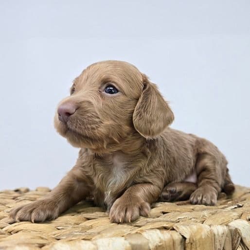 Hadley - Dachshund Female