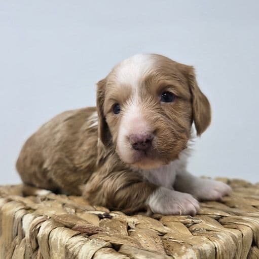 Gabriella - Dachshund Female