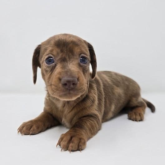 Gianna - Dachshund Female