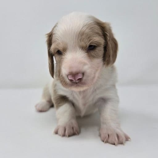 Graham  - Dachshund Male
