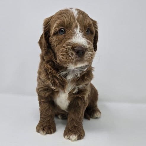 Izzy - Goldendoodle Male