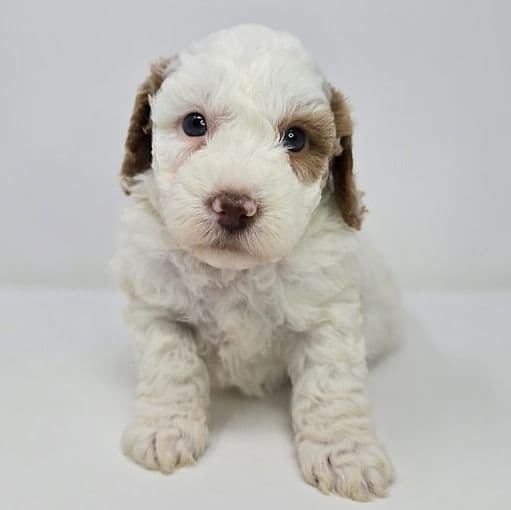 Inka - Goldendoodle Male