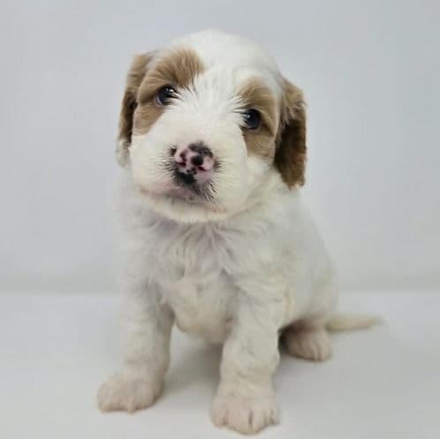 Isaac  - Goldendoodle Male