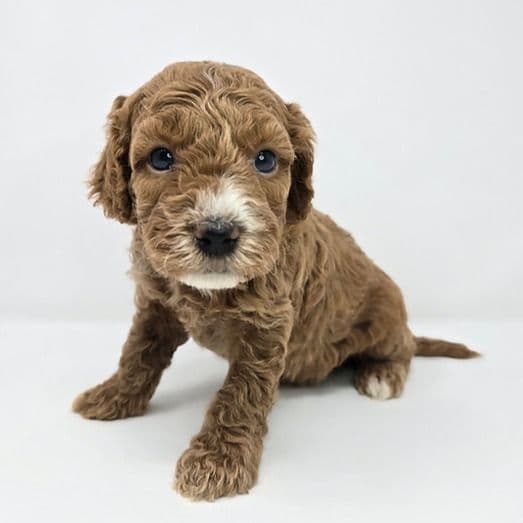 Ivan - Goldendoodle Male
