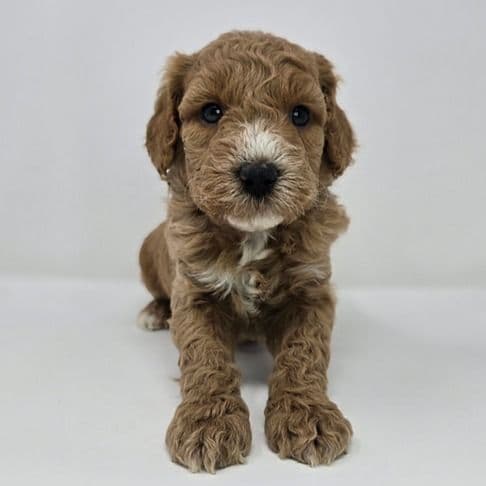 Ian - Goldendoodle Male