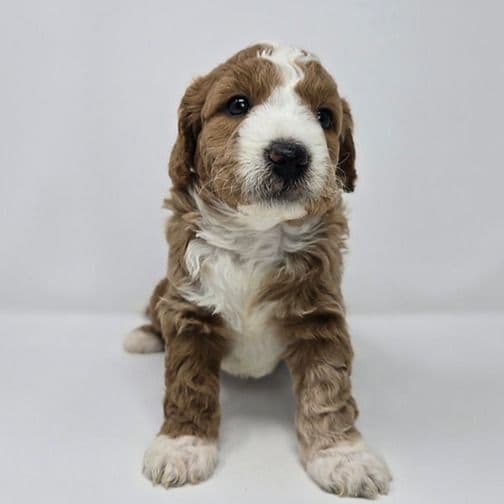 Indy - Goldendoodle Male