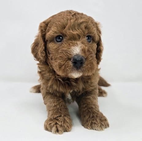 Indio  - Goldendoodle Male