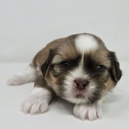 Farley - Shih Tzu Male