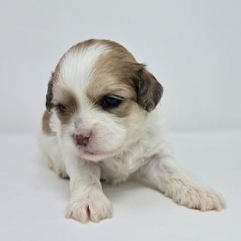 Jozie  - Shih-Poo Female