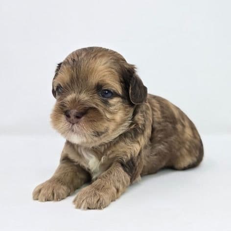 Jovi  - Shih-Poo Male