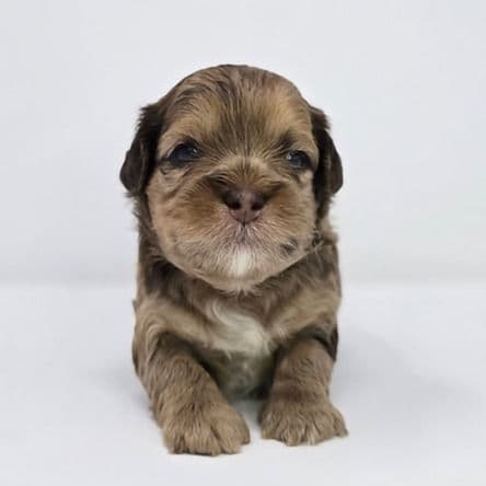 Jaxen  - Shih-Poo Male