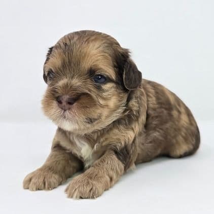Jaxen  - Shih-Poo Male