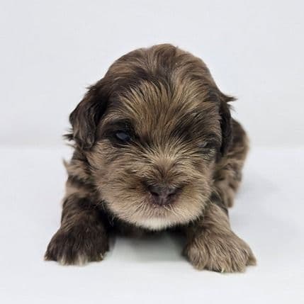 Jensen - Shih-Poo Male