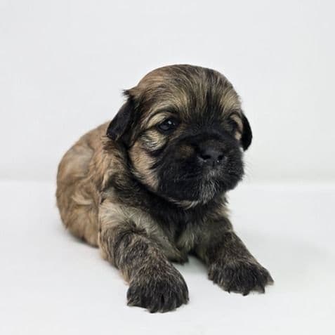 Jordy - Shih-Poo Male