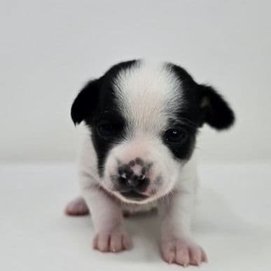 Kallie - Chihuahua Female