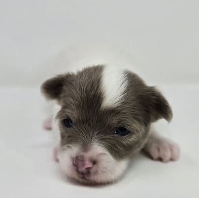 Kayla - Chihuahua Female