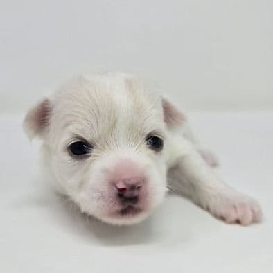 Kelsey - Chihuahua Female