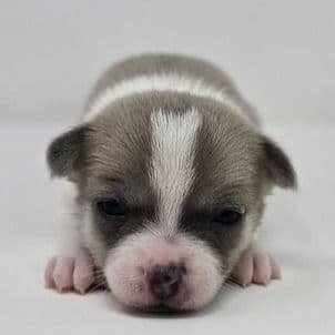 Koda - Chihuahua Male