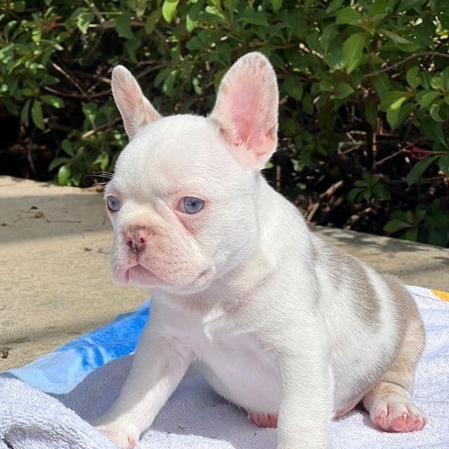 Bennett - French Bulldog Male