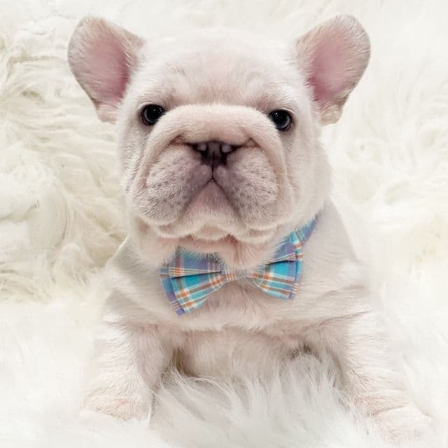 Ghost  - French Bulldog Male