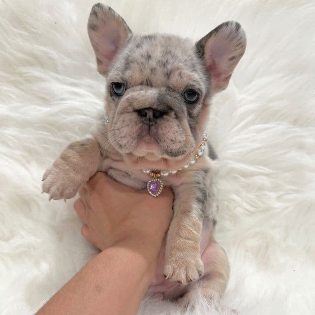Rarity  - French Bulldog Female