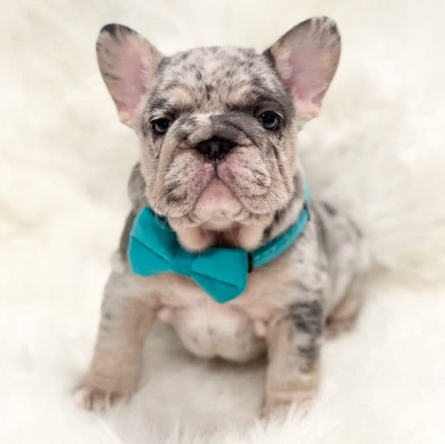 Onyx - French Bulldog Male